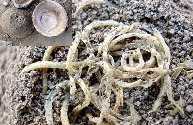 中國(guó)面條的起源與發(fā)展